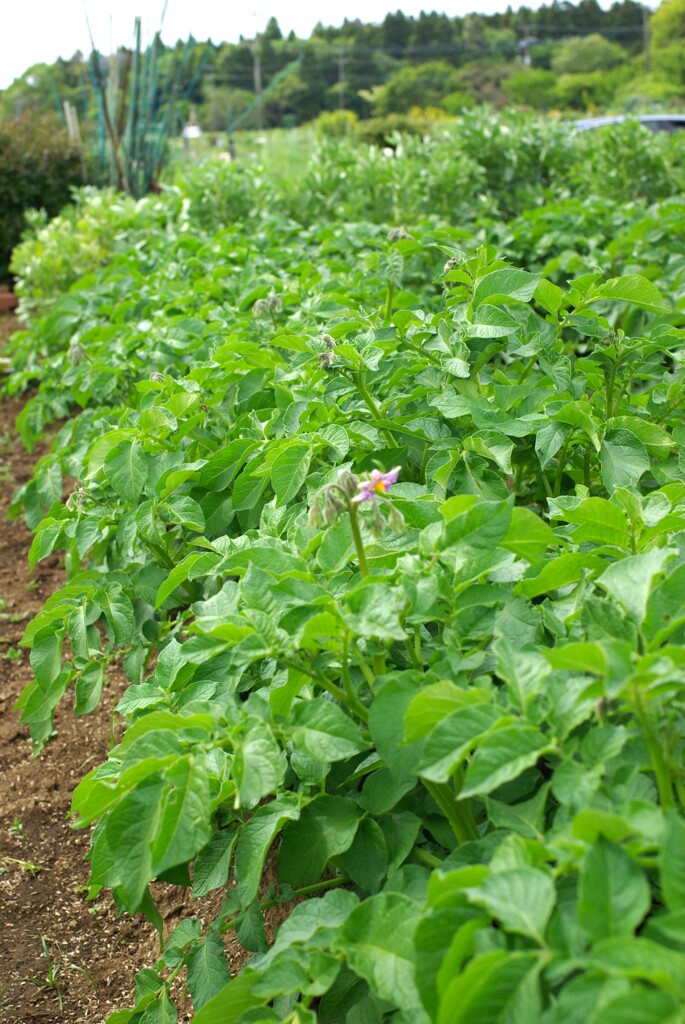 菜園　ジャガイモ