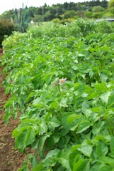 菜園　ジャガイモ