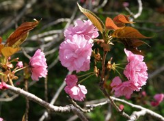 八重桜