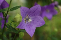 散歩で出会った草花