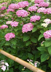 今日は朝から大雨
