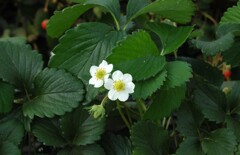 苺の花