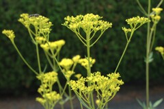 夏の花景色