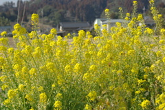 田舎の道端の菜の花