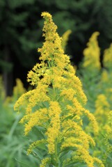 散歩で出会った草花