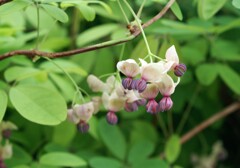 アケビの花