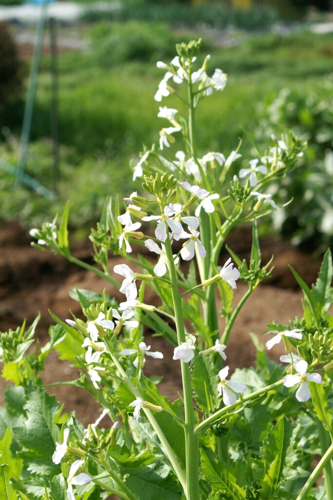 だいこんの花