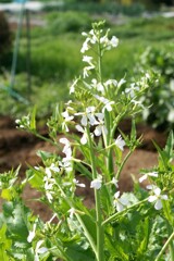 だいこんの花