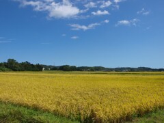 収穫まぢか