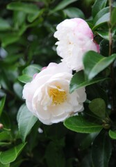 山茶花
