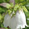初夏の彩り