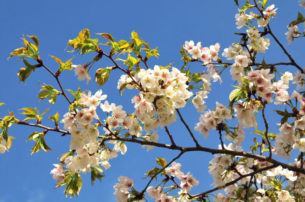 桜日和