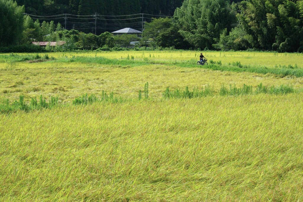 八月の里山
