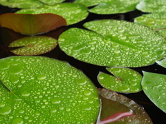 水滴