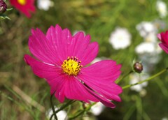 秋桜