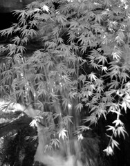 モノクロモミジ