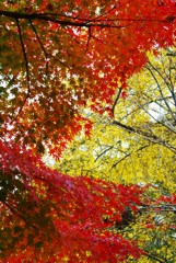 晩秋の古寺6