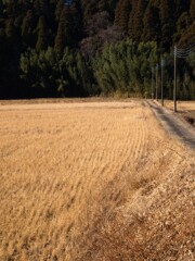 冬来る