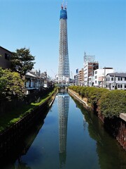 蔵出し 川の中のツリー