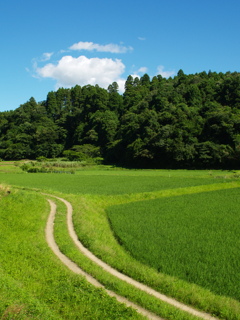 夏の色