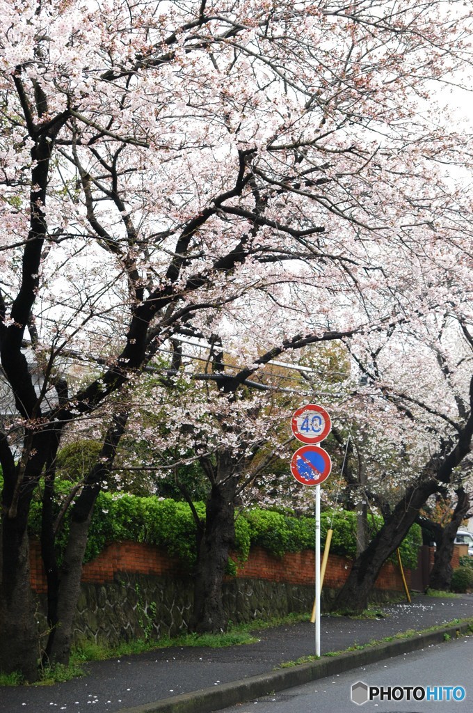 鎌倉山の桜2
