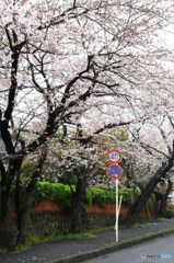 鎌倉山の桜2