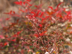 里山冬景色