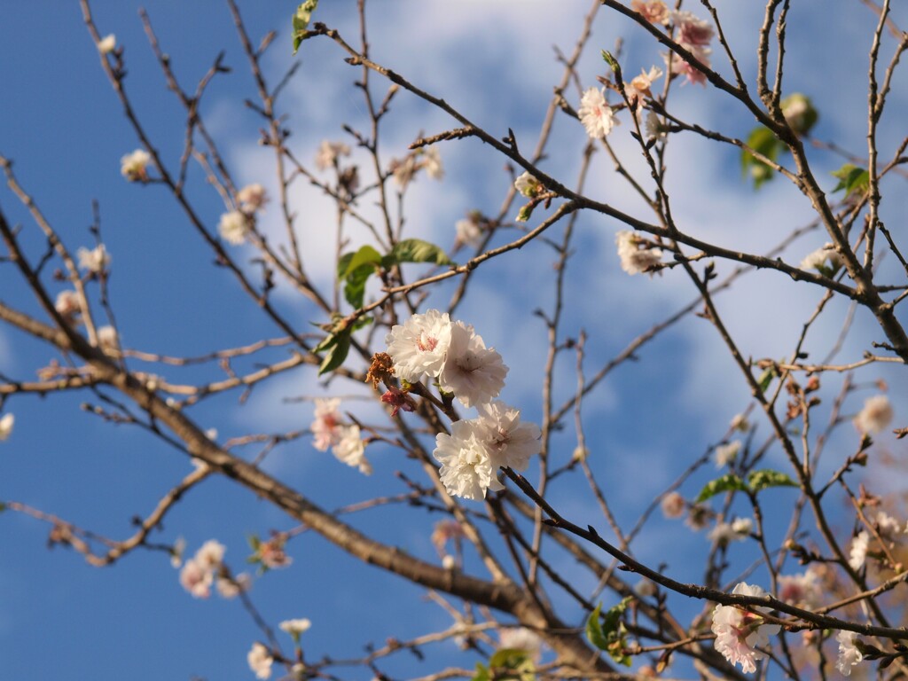 秋に咲く桜