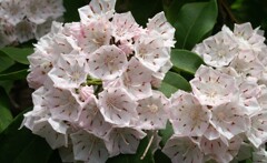 散歩で出会った花