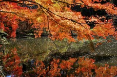 紅葉見納め4