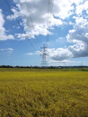 稲穂と送電線