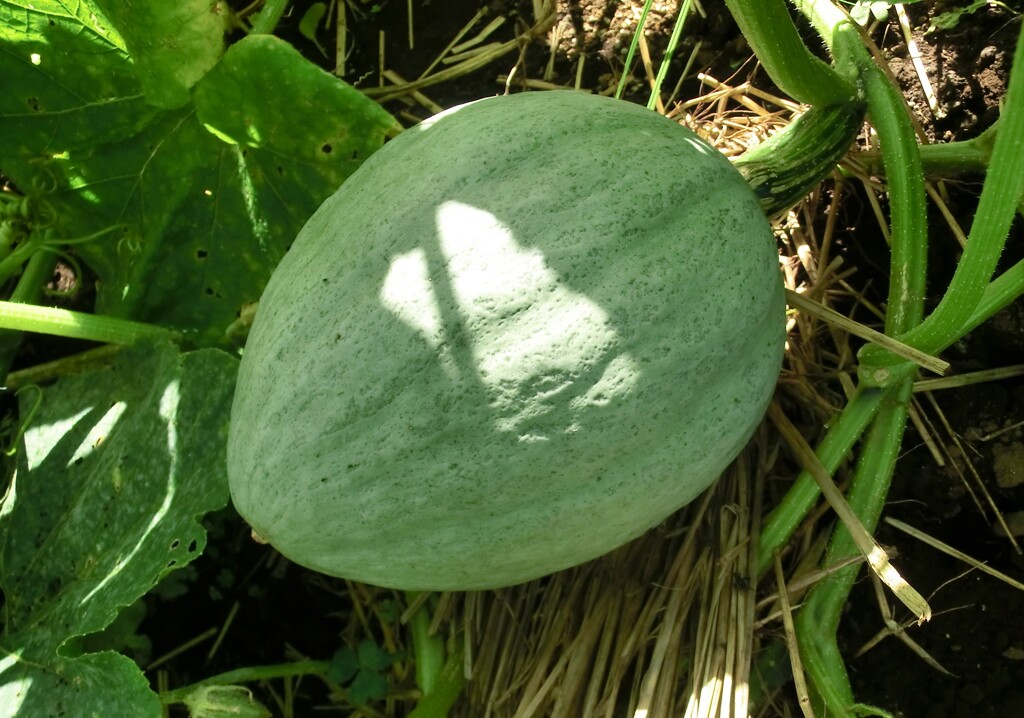 秋晴れ時々菜園