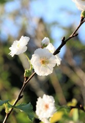 散歩で出会った草花