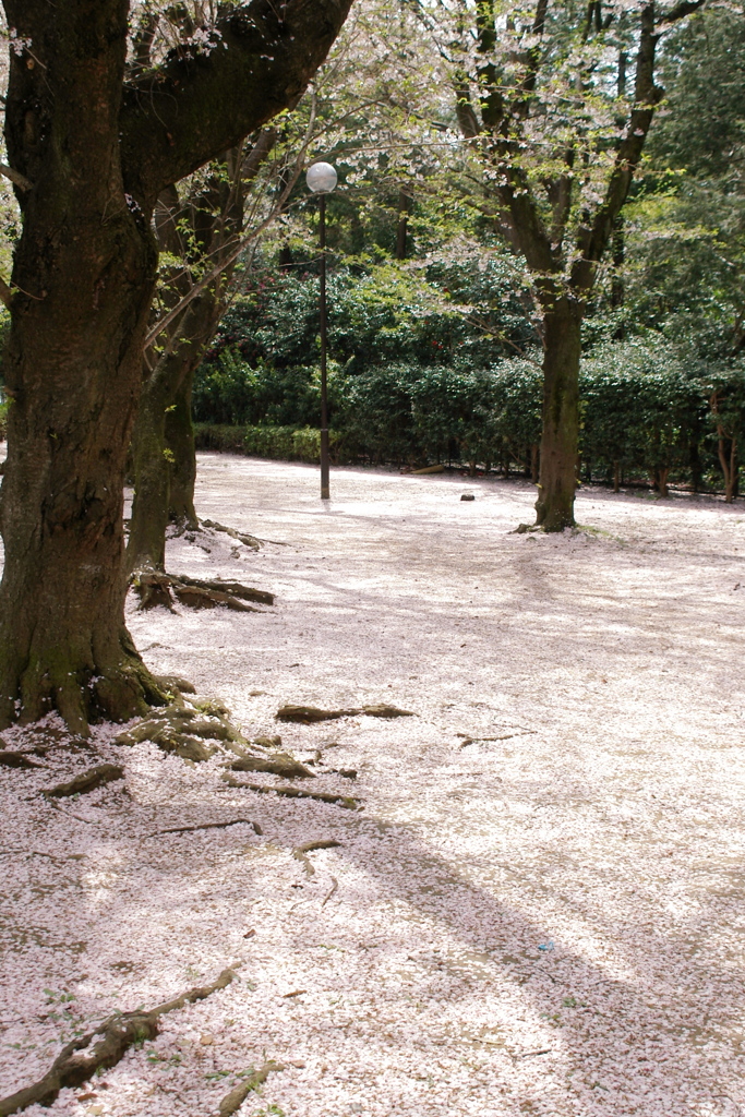 桜散る