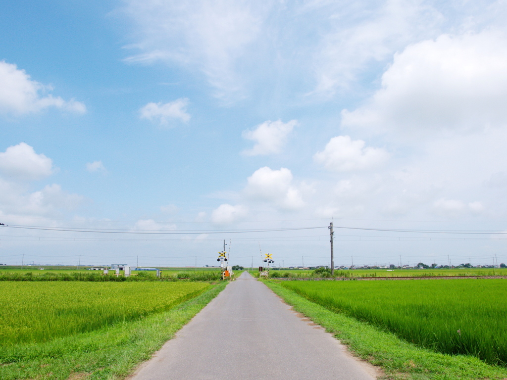 夏の踏み切り（成田線　下総神崎付近にて）