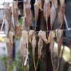 蔵出し 天日干し