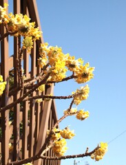 九丁目のミツマタ