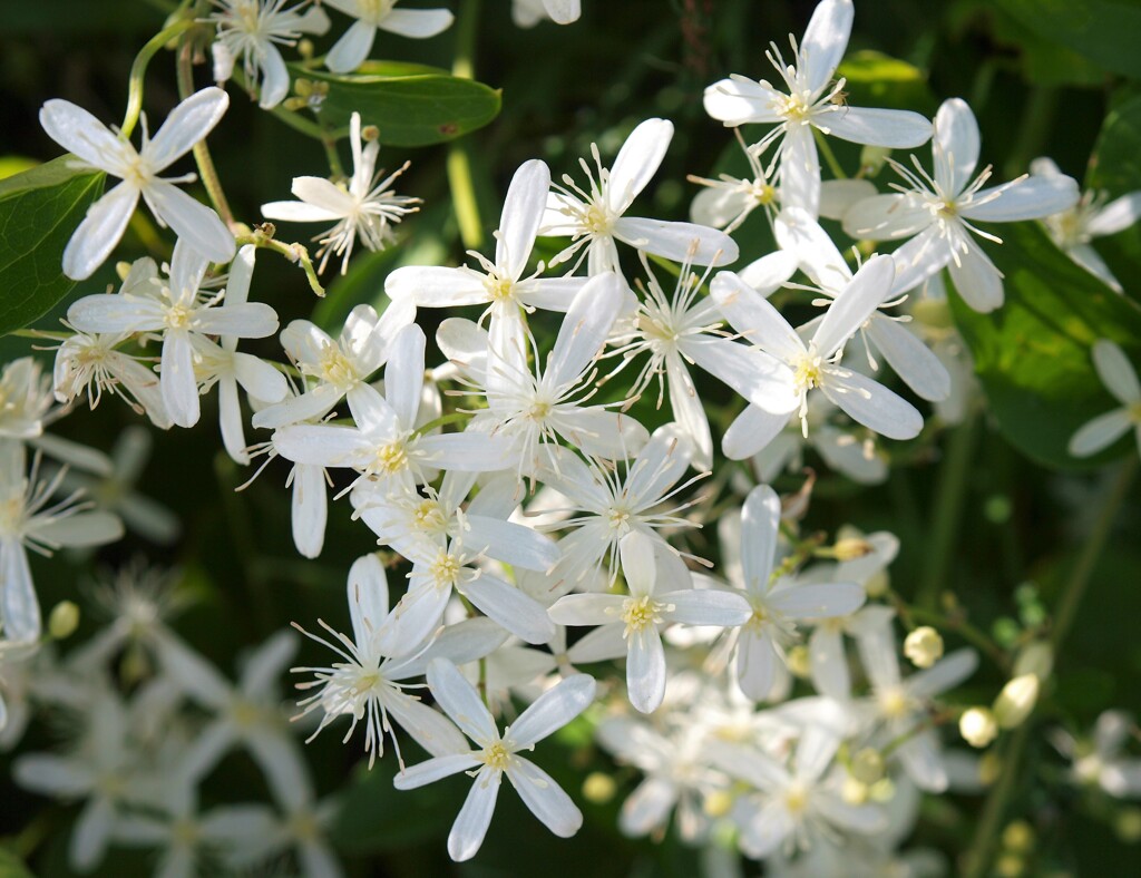 散歩で出会った草花