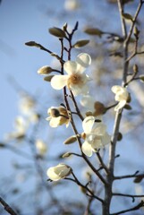 こぶし咲く