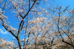 ありがとう また来年！