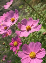 秋桜