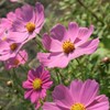 秋桜