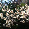 里山の小さな天神様にも