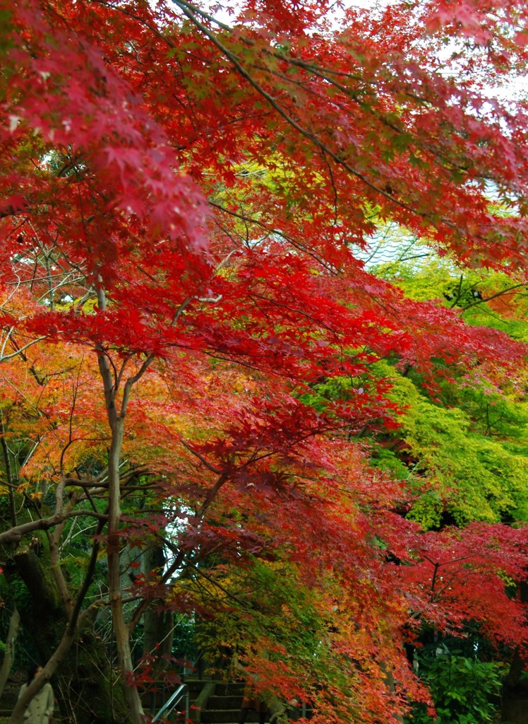 晩秋の古寺1