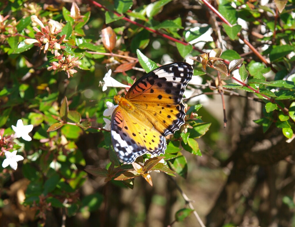 ツマグロヒョウモンの雌？