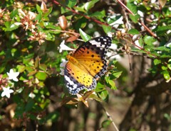 ツマグロヒョウモンの雌？