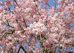 花日和1