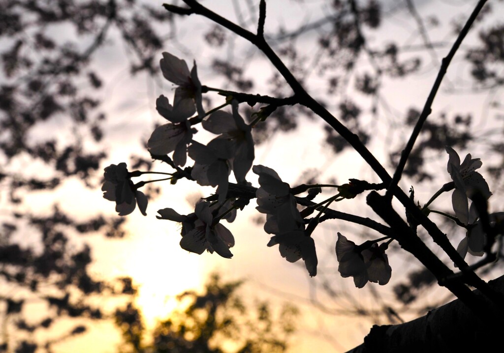 春の夕暮れ