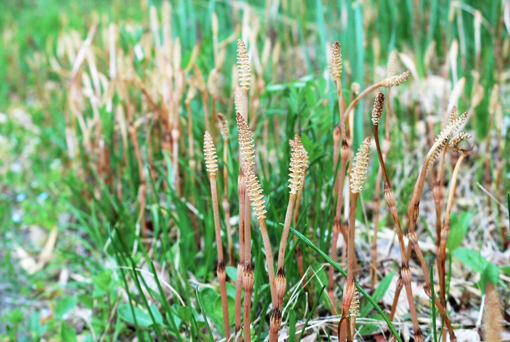 つくしの学校も新学期