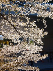 桜咲く春